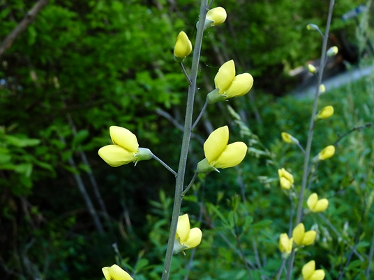 {Baptisia tinctoria}